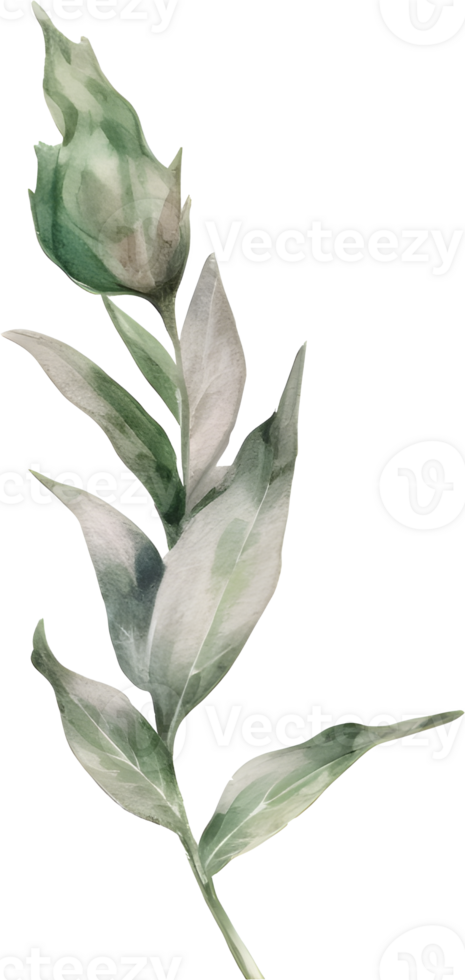Green leaf watercolor element png