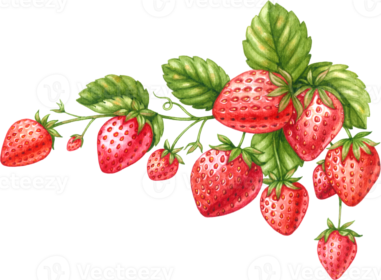 fresa Fruta acuarela elementos clipart png