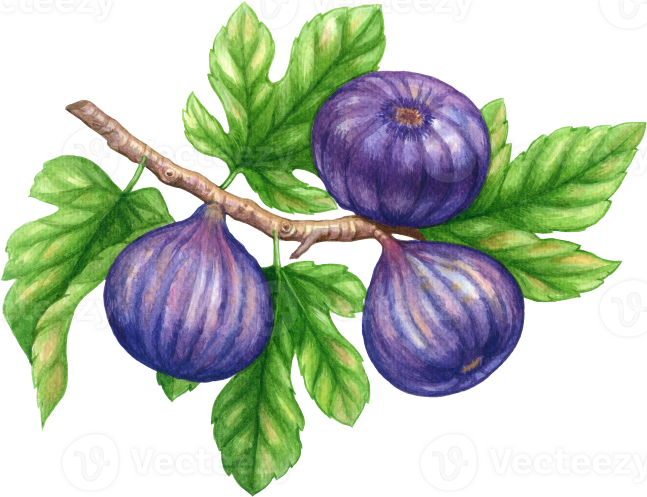 Figs fruit watercolor elements clipart png