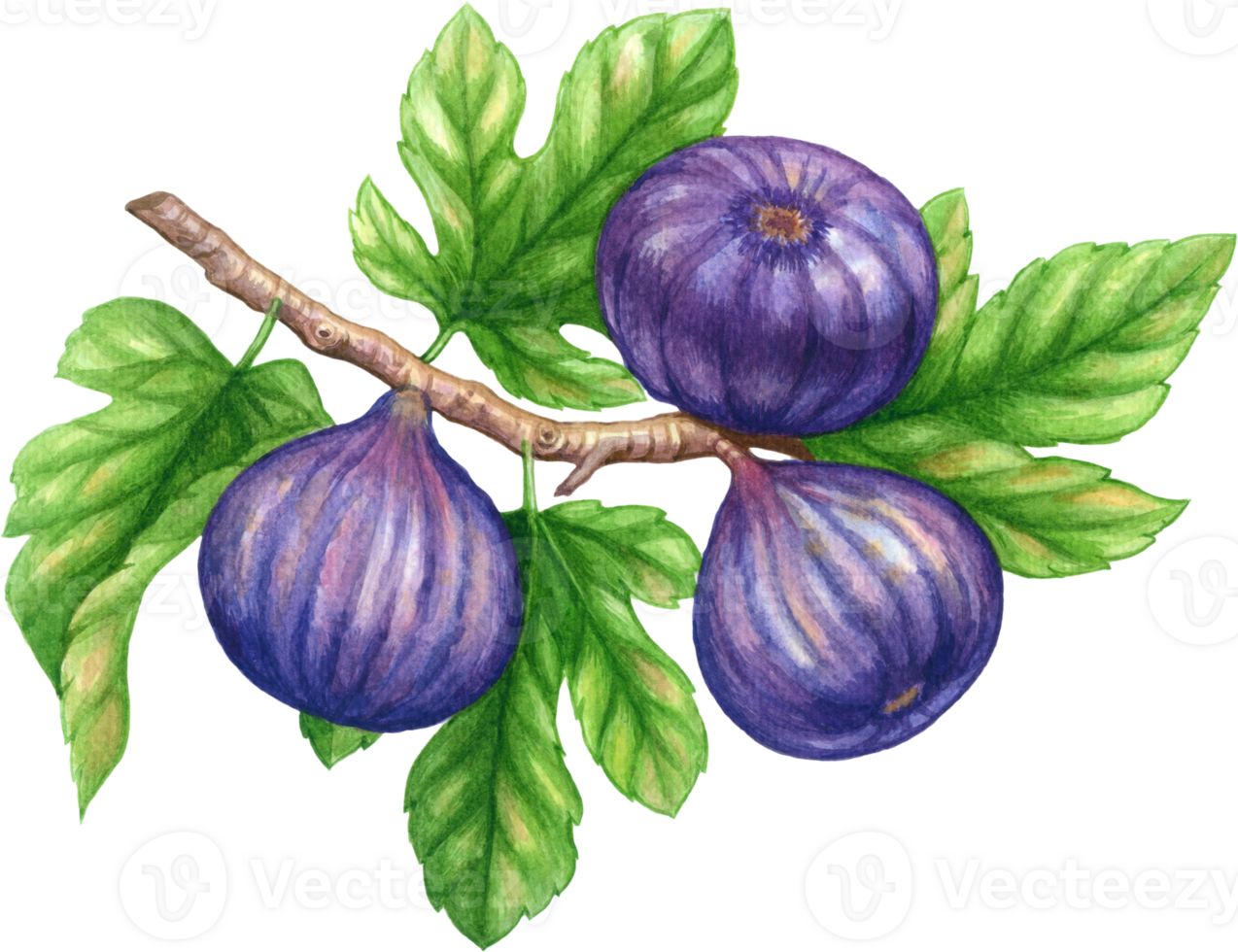 figues fruit aquarelle éléments clipart png