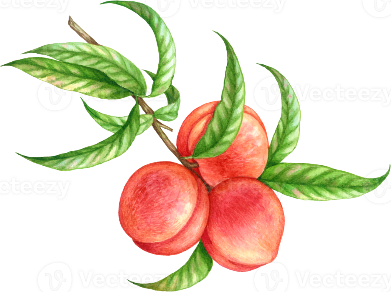 Peach fruit watercolor elements clipart png