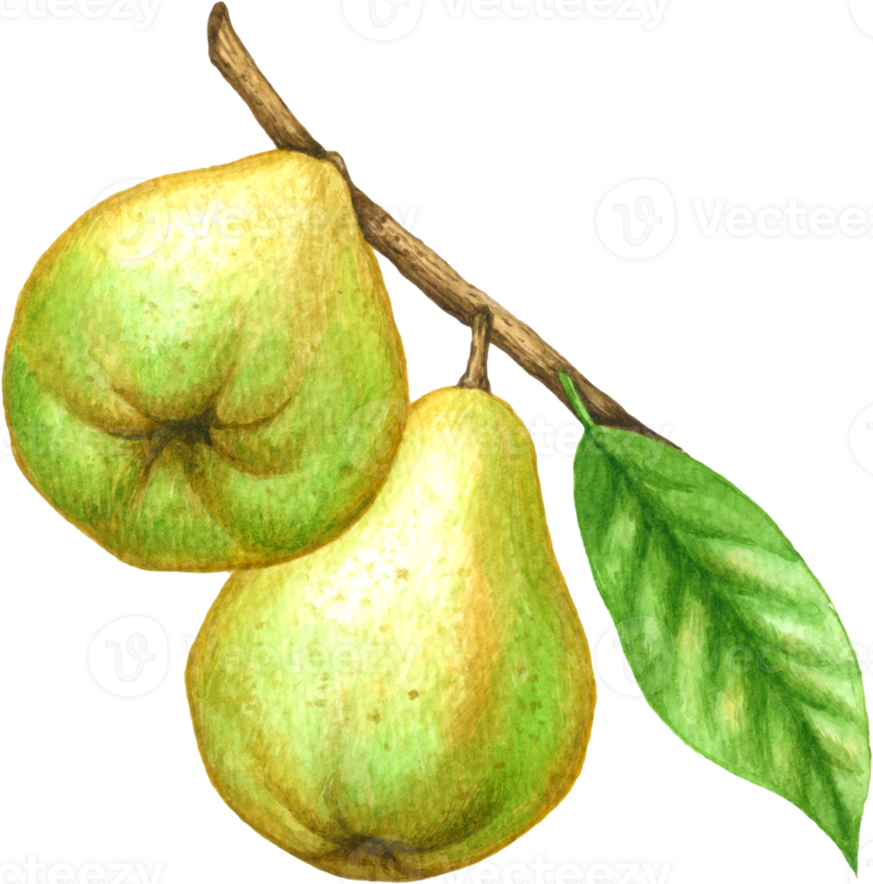 Pear fruit watercolor elements clipart png
