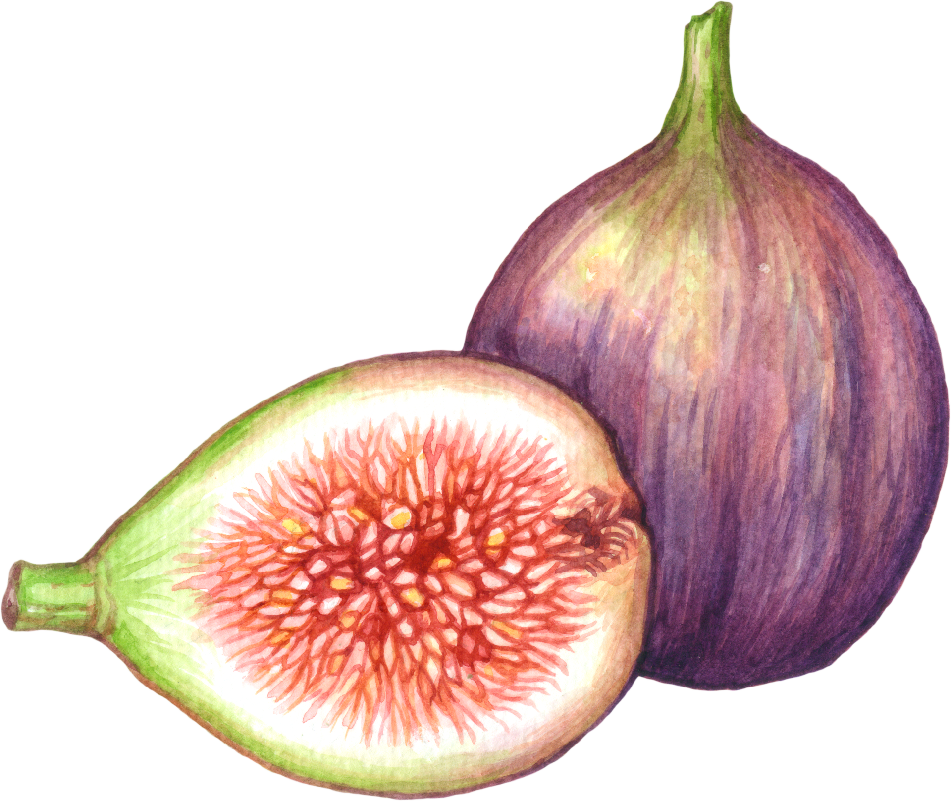 fig fruits images clipart