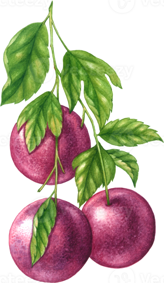 paixão fruta aguarela elementos clipart png