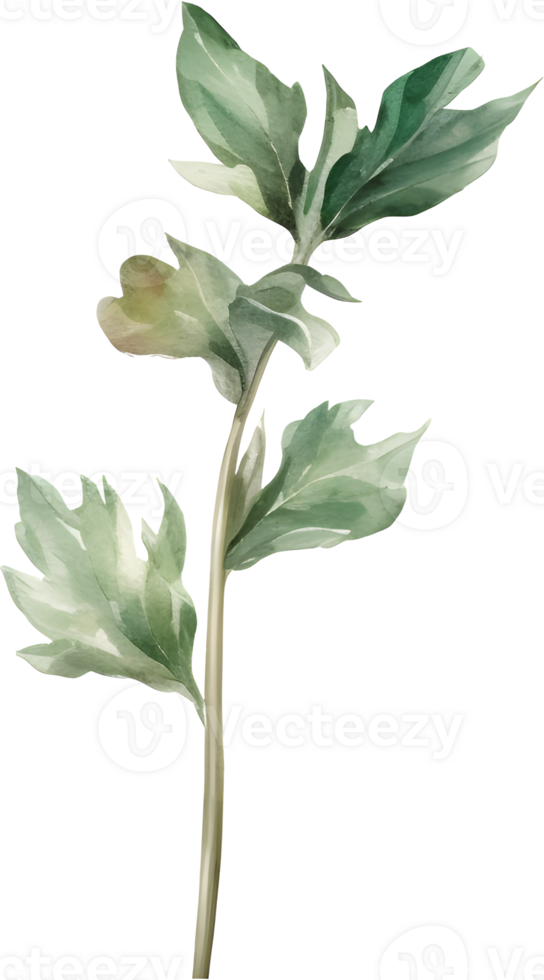 Green leaf watercolor element png