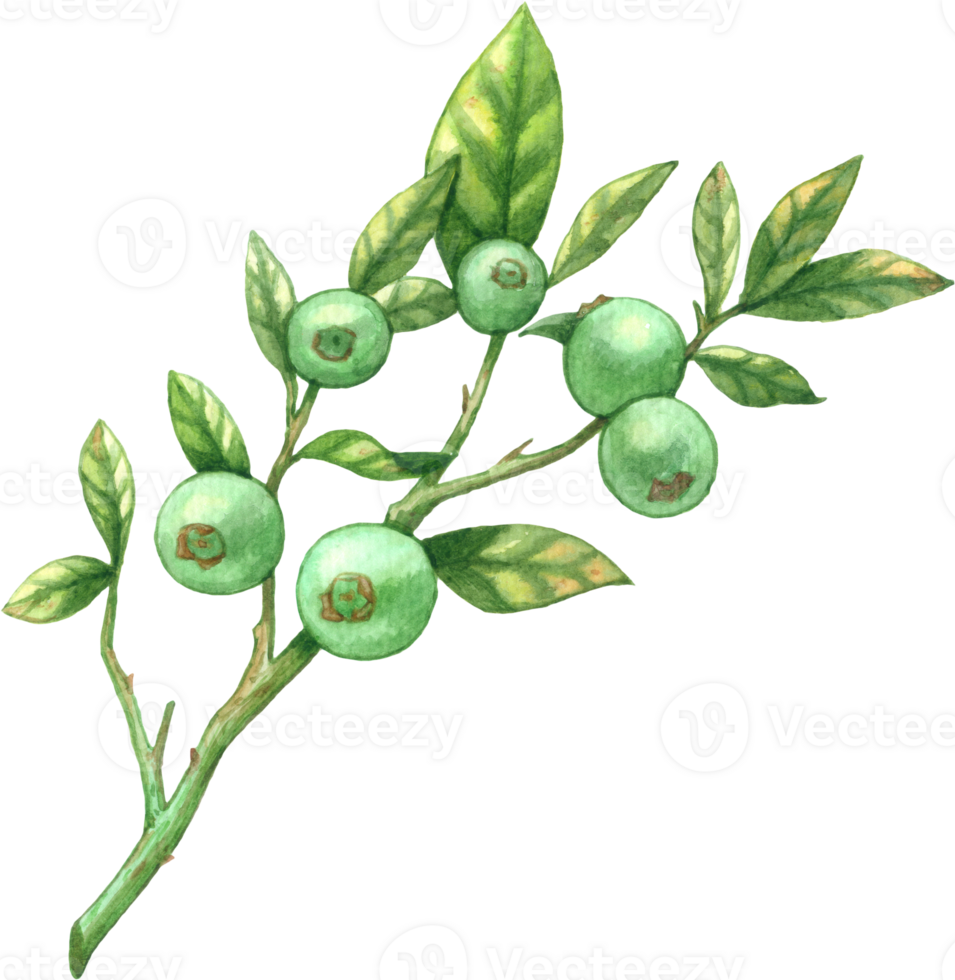 Berry fruit watercolor element png
