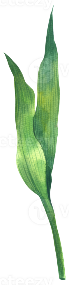 Green leaf watercolor png