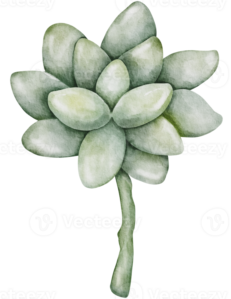 Gardening watercolor elements clipart png