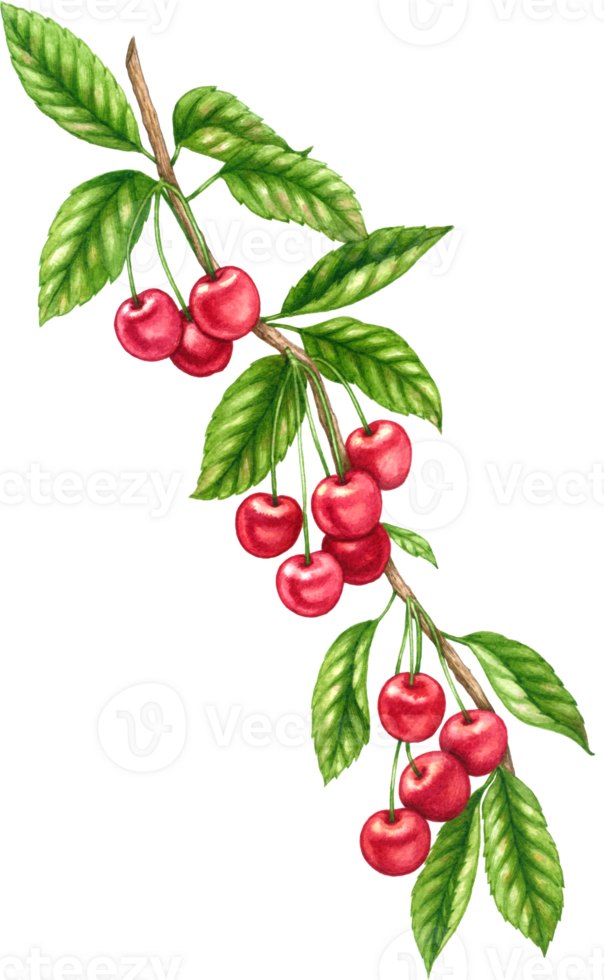 körsbär frukt vattenfärg element ClipArt png