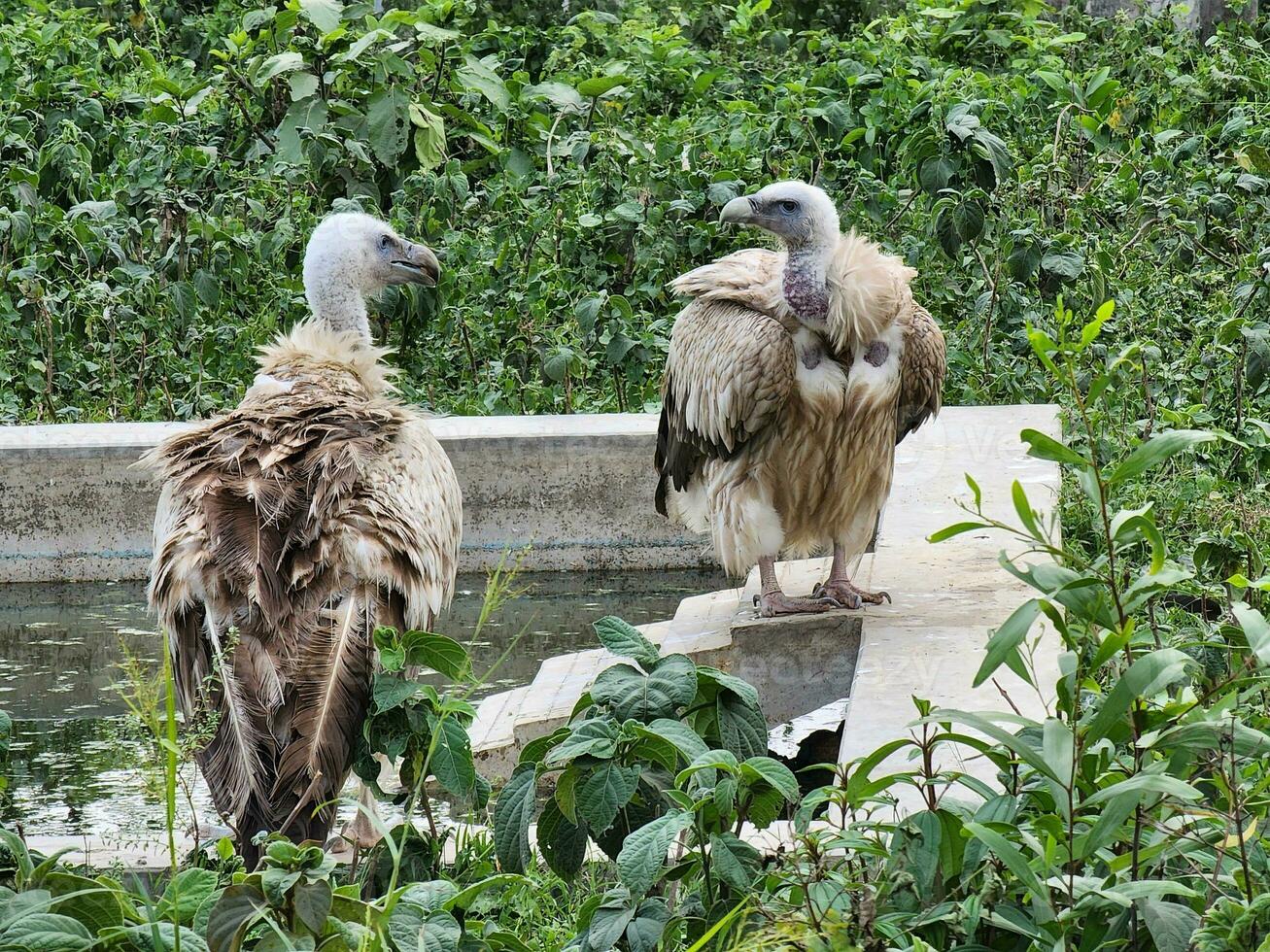 The Regal Presence of Vulture Birds photo