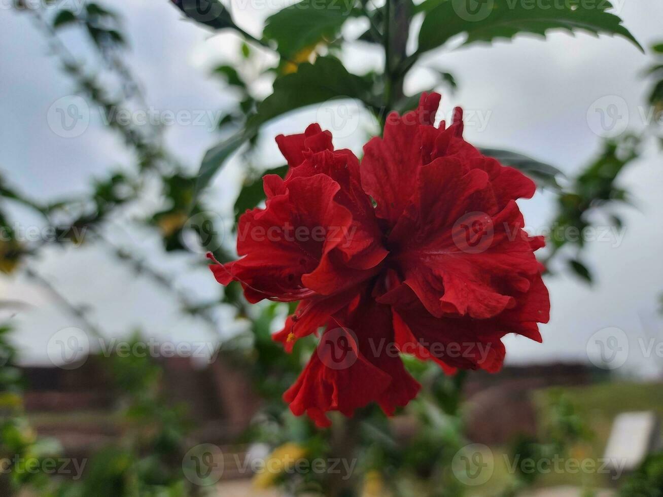 Hibiscus Flowers Paint the World with Joy photo