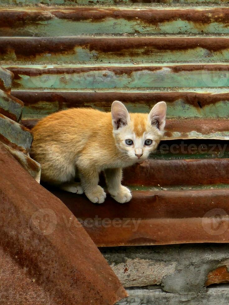 Orange cat on rooftop looking at the camera photo