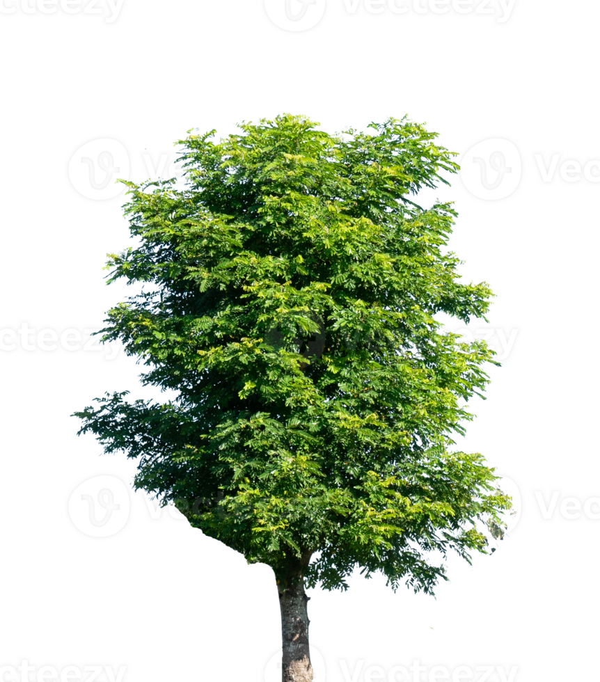 The big tree isolated element png