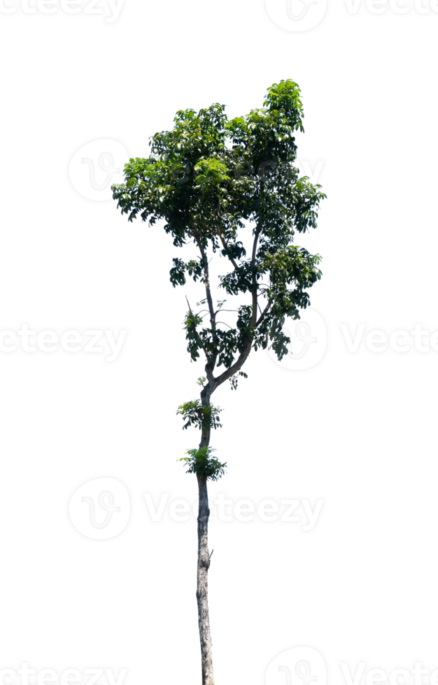 Single tree for nature element isolated png