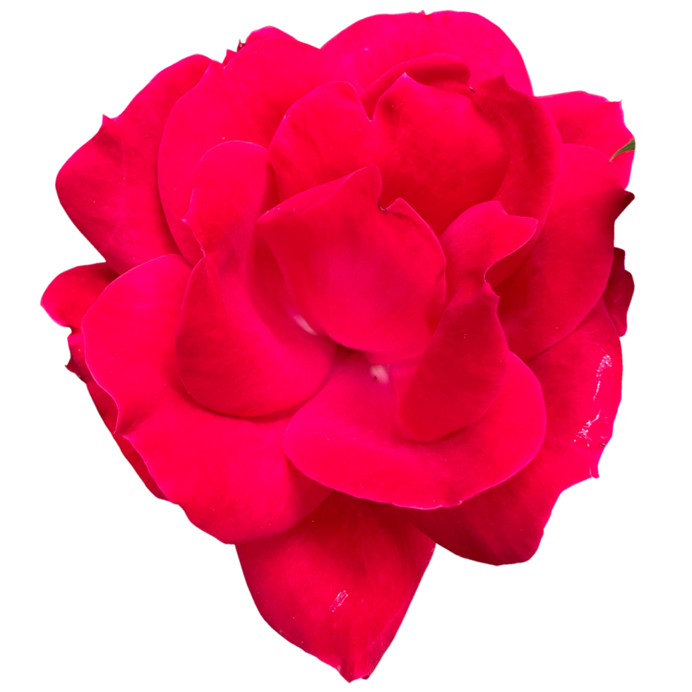 beautiful red rose png