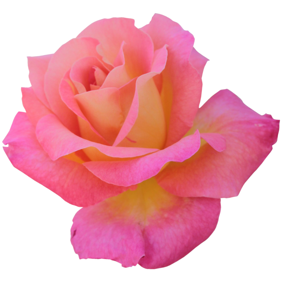 Bicolor Rose in Yellow and Pink png