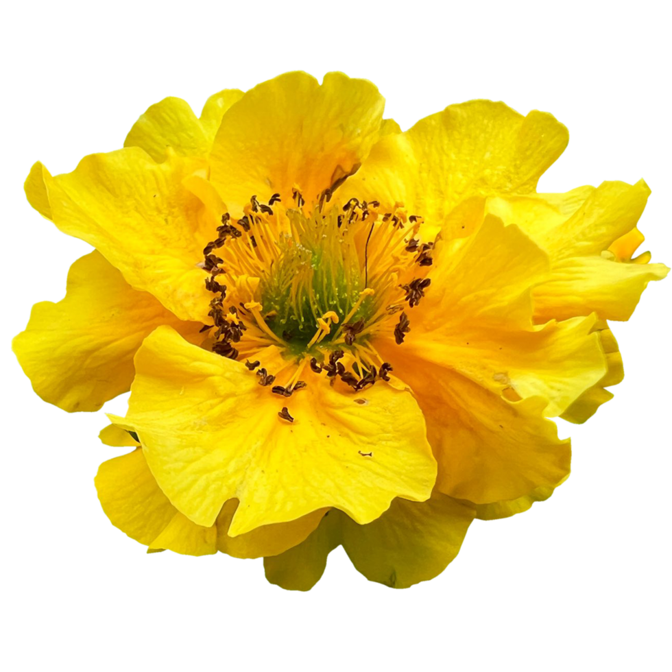 Geum montano fiore png