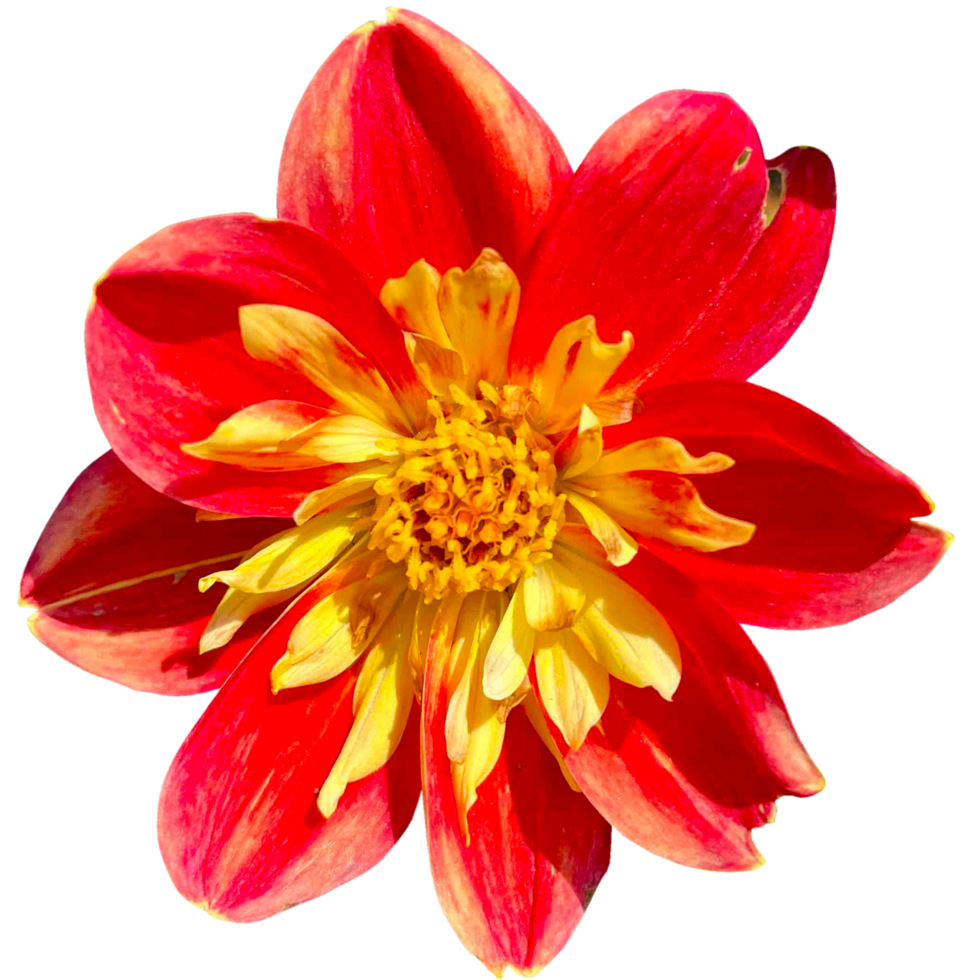 Collarette Dahlia flower png