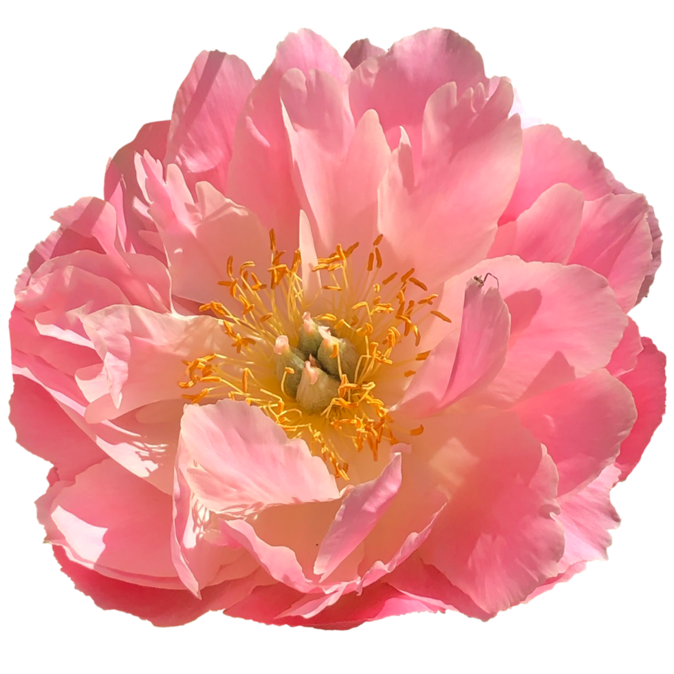 Pink Peony flower 24657356 PNG