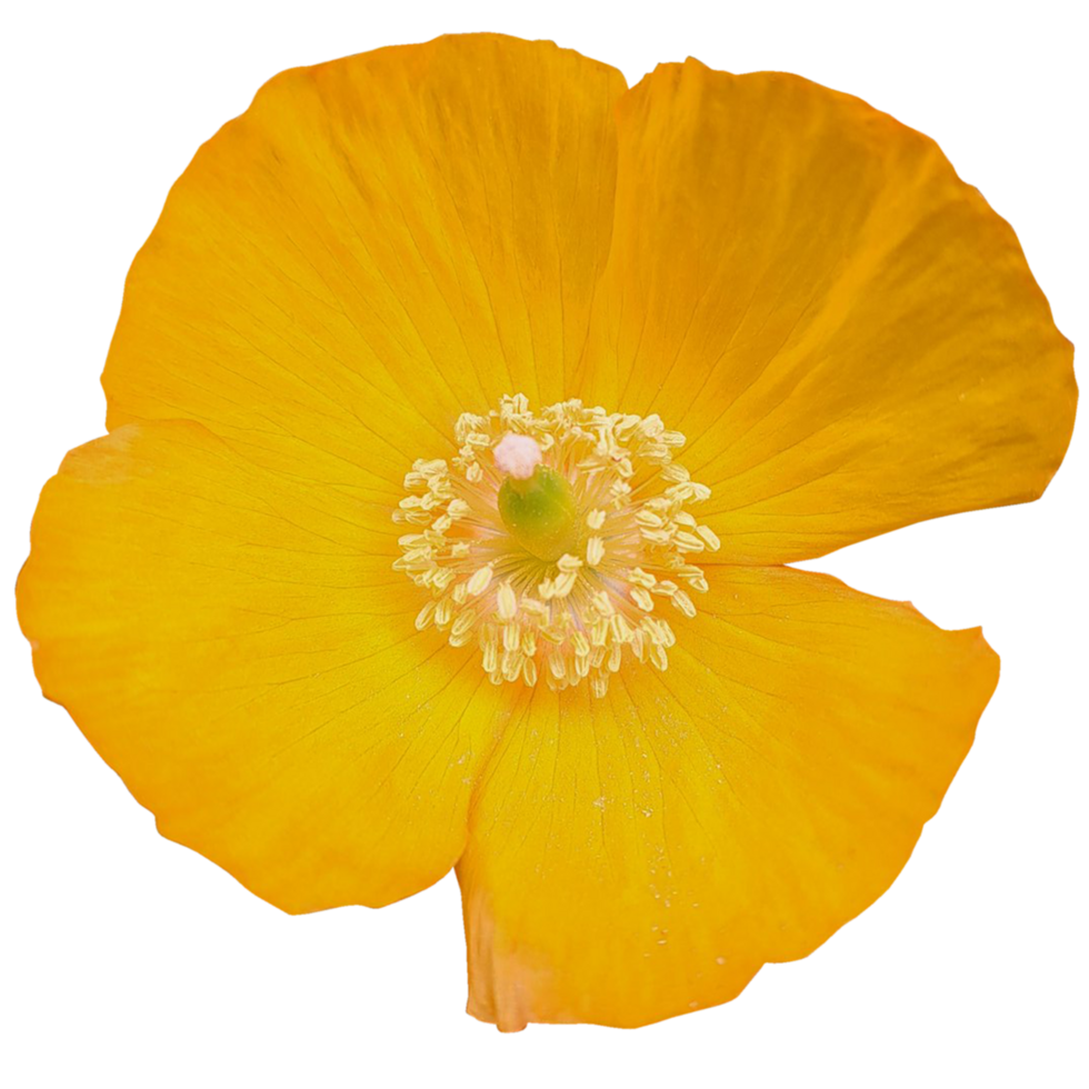 papaver cambricum plante png