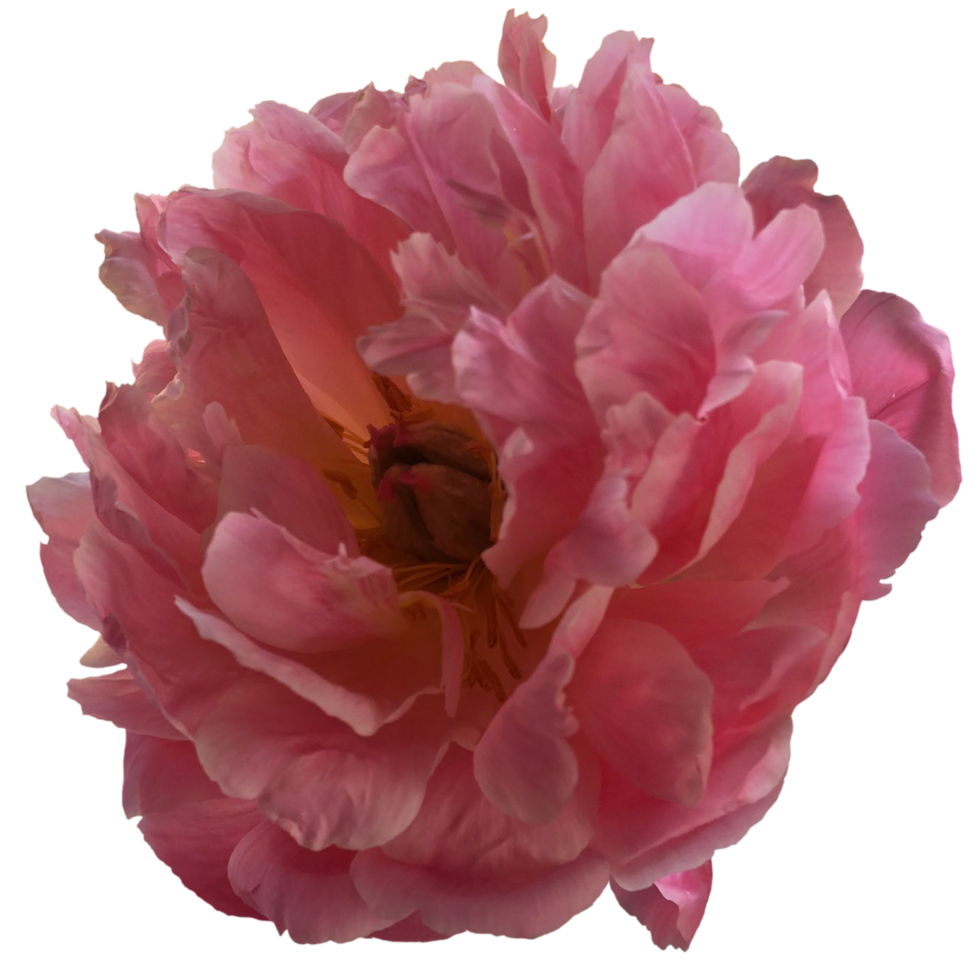 Pink Peony flower 24657360 PNG