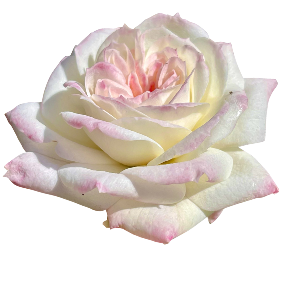 flores blanco Rosa png