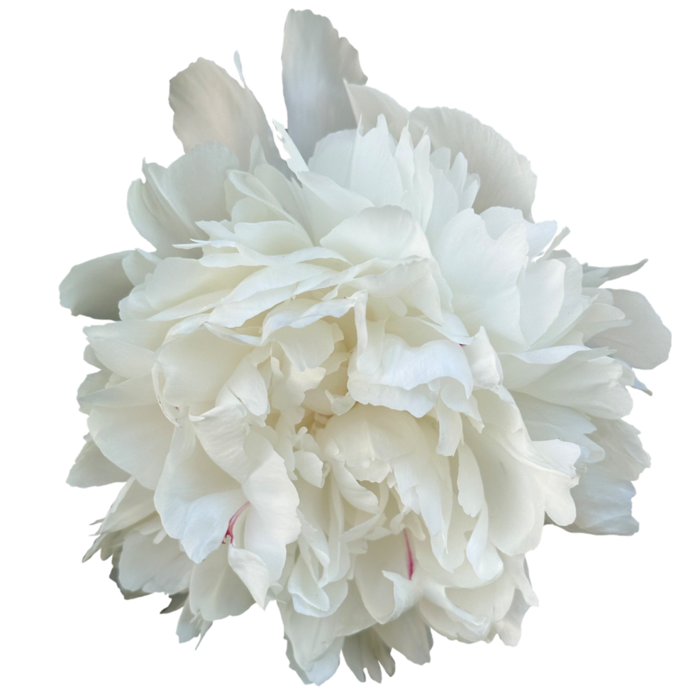 peony snow mountain png