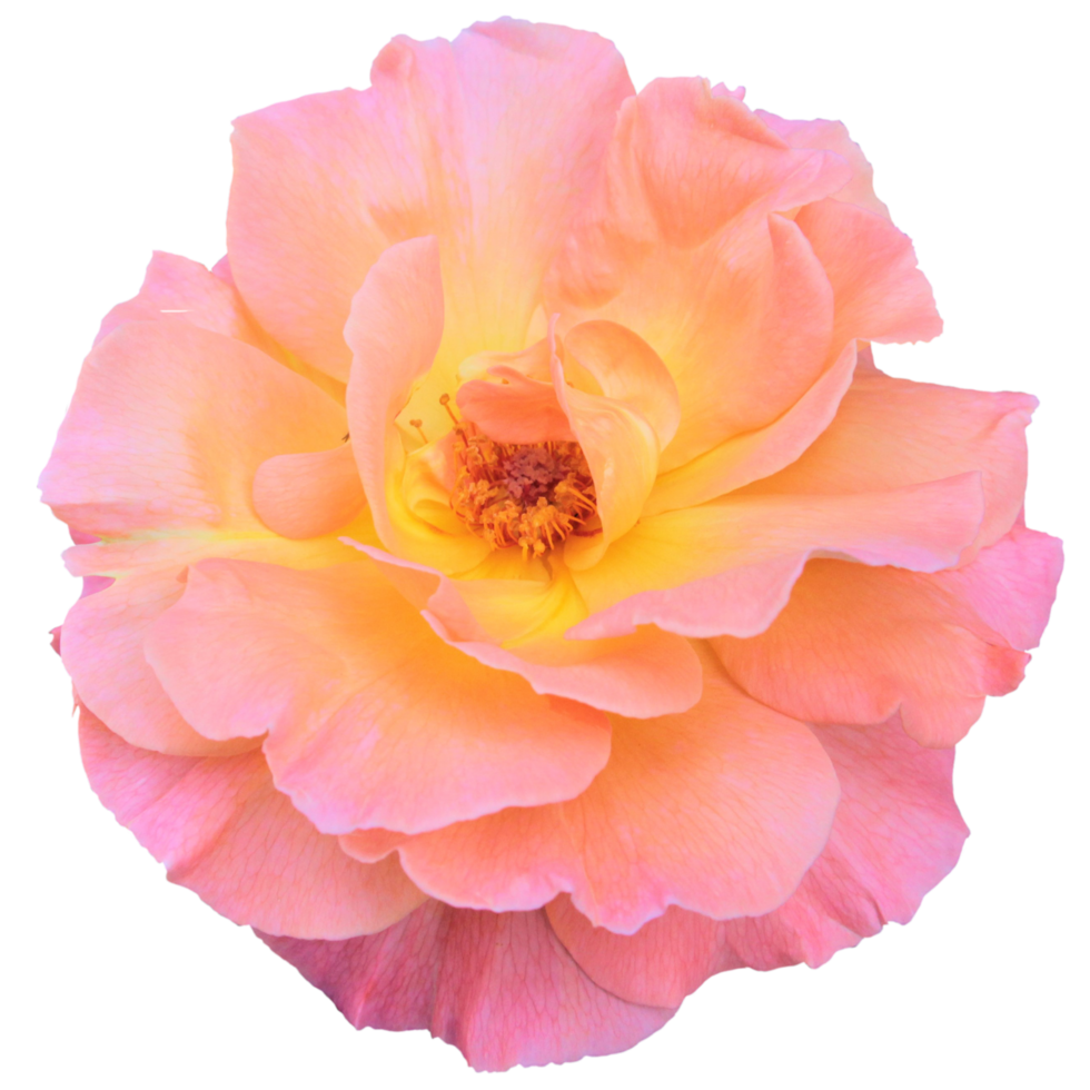 Soft Peach Rose Ornament png