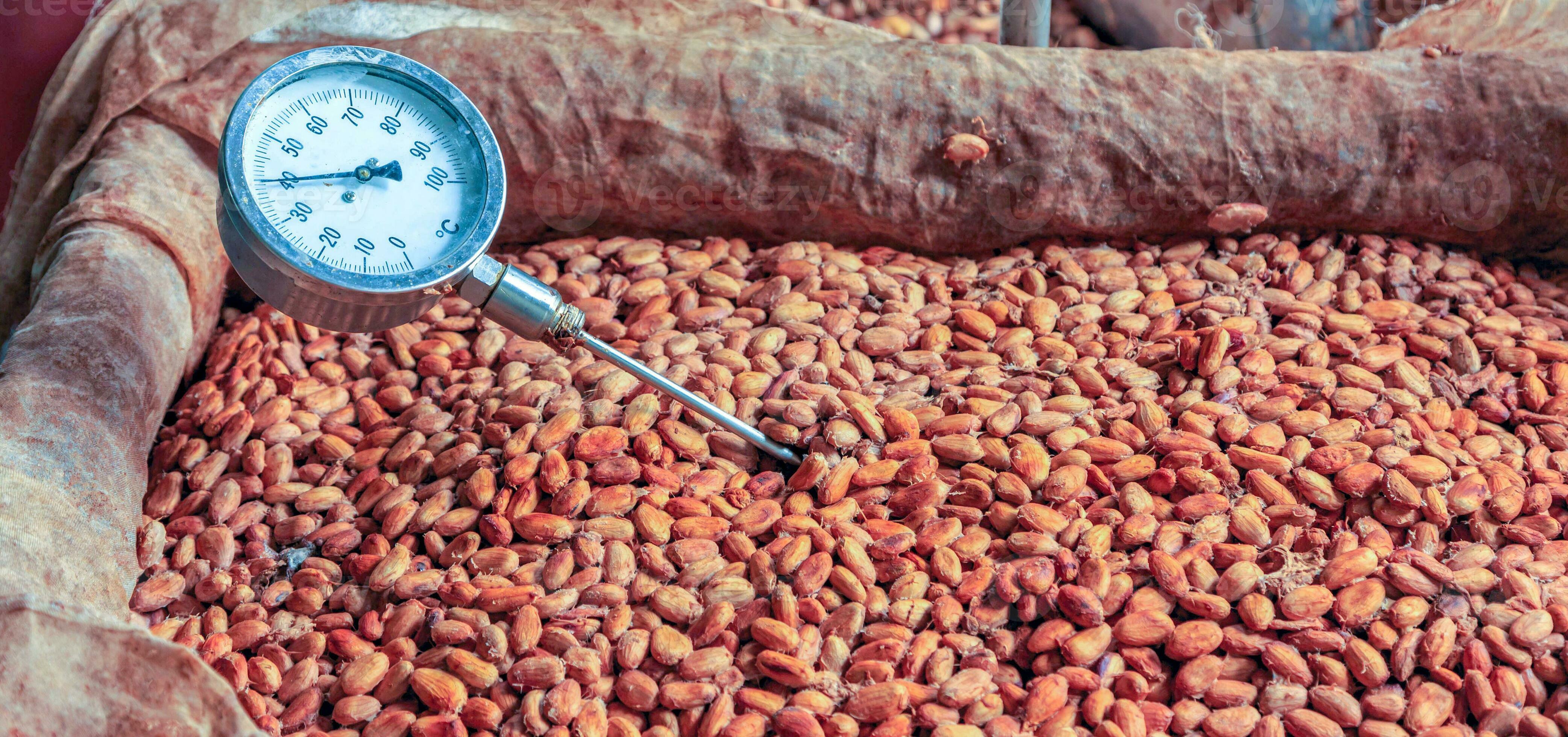 Workers use to measure the temperature of the fermented cocoa beans