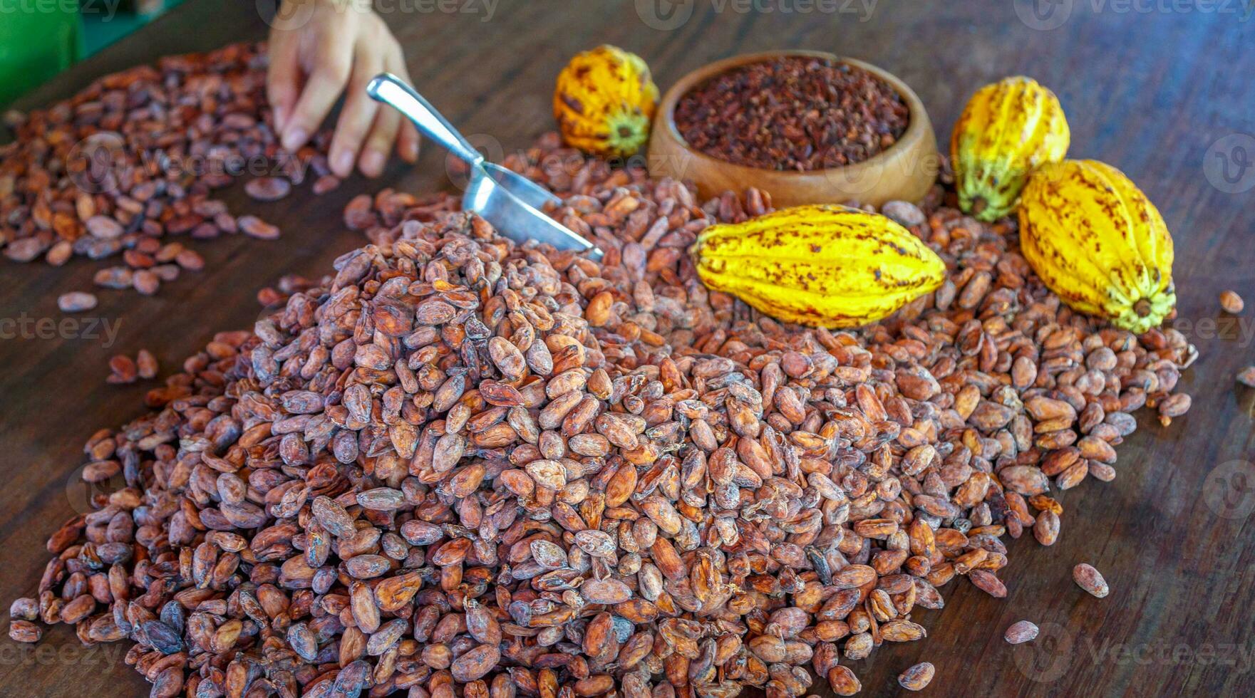 Cacao nibs and  cocoa bean white cacao pods on a wooden table photo