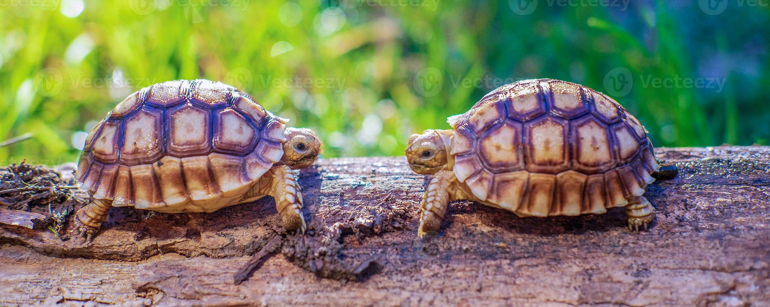 Close up of two Sulcata tortoise or African spurred tortoise classified as a large tortoise in nature, Top view of couple Beautiful baby African spur tortoises on a large log photo