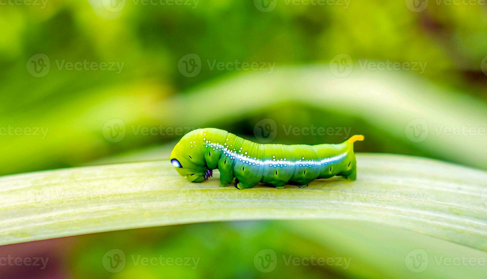 Bright green butterfly caterpillar with big eyes.The big green caterpillar in nature photo