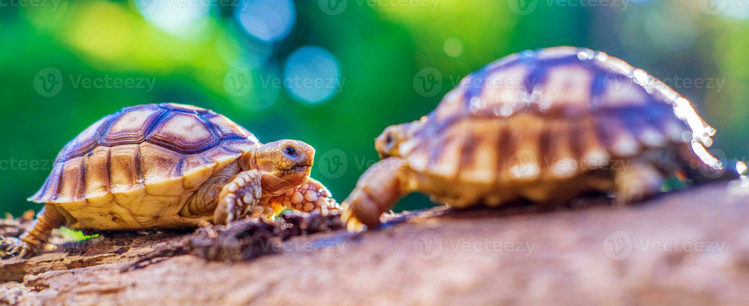 Close up of two Sulcata tortoise or African spurred tortoise classified as a large tortoise in nature, Top view of couple Beautiful baby African spur tortoises on a large log photo