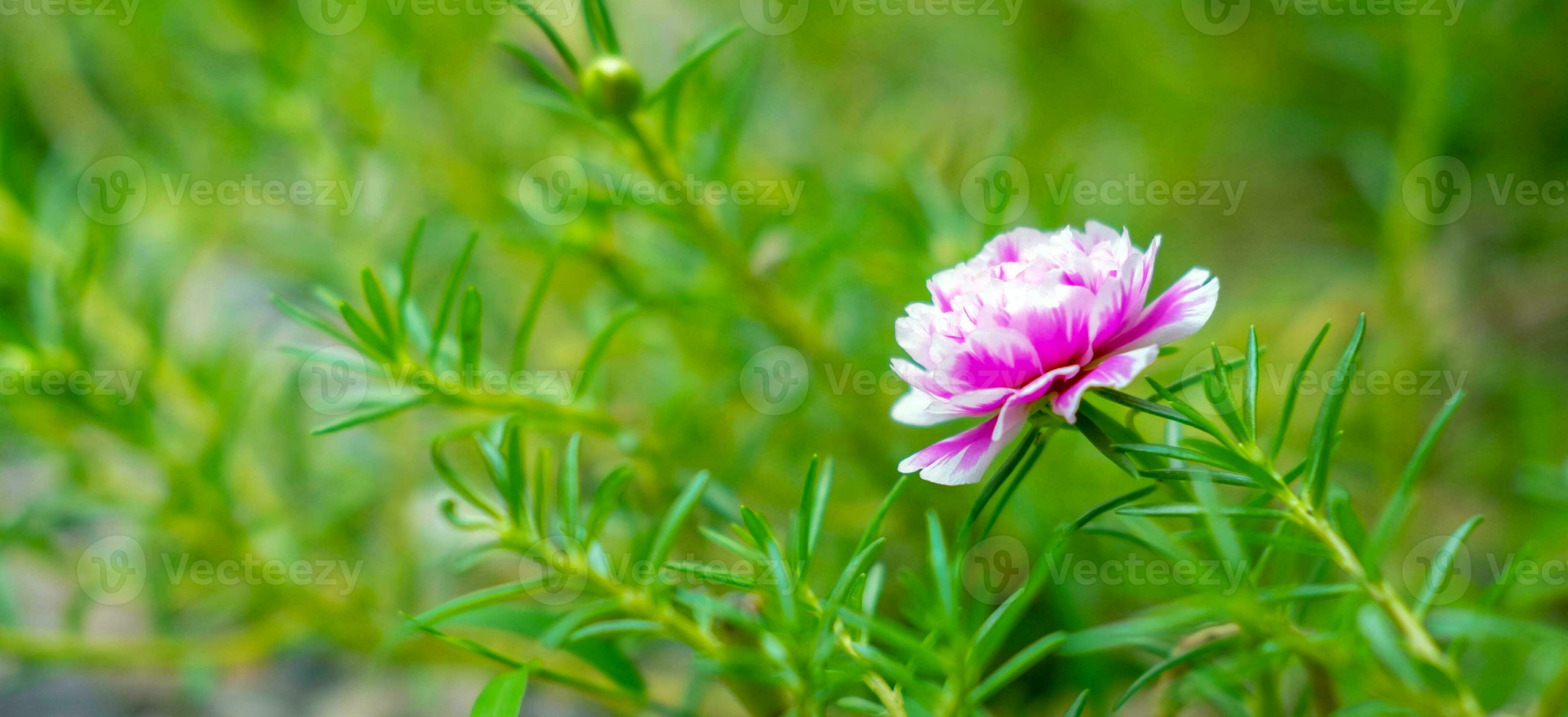 Closeup of purslane flowers or common purslane flowers beautiful