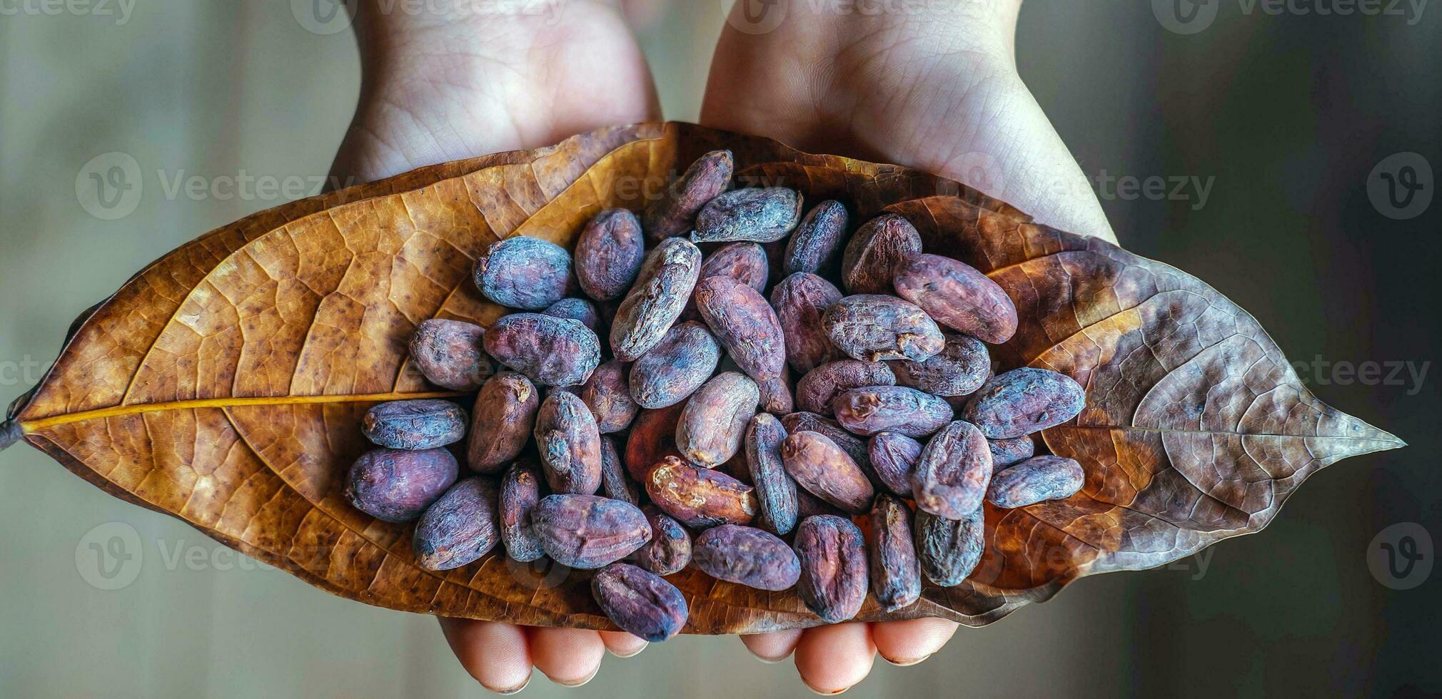 Top view of dried brown cocoa beans on cocoa leaves in hand, raw material for making chocolate. photo