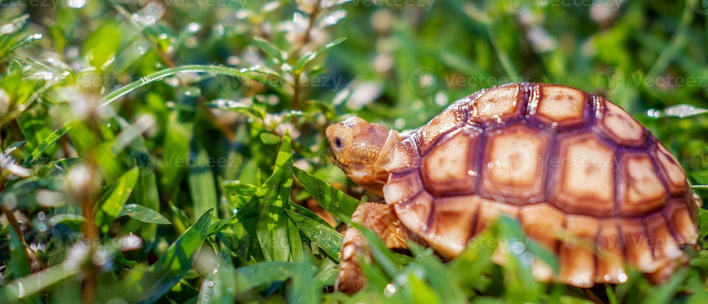 Close up of Sulcata tortoise or African spurred tortoise classified as a large tortoise in nature, Beautiful baby African spur tortoises photo