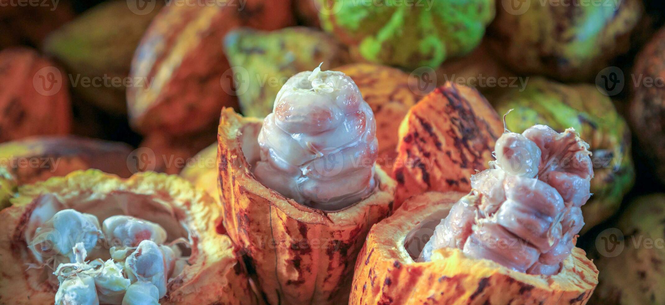 Cut in half ripe cacao pods or yellow cacao fruit Harvest cocoa beans to send to the chocolate factory photo
