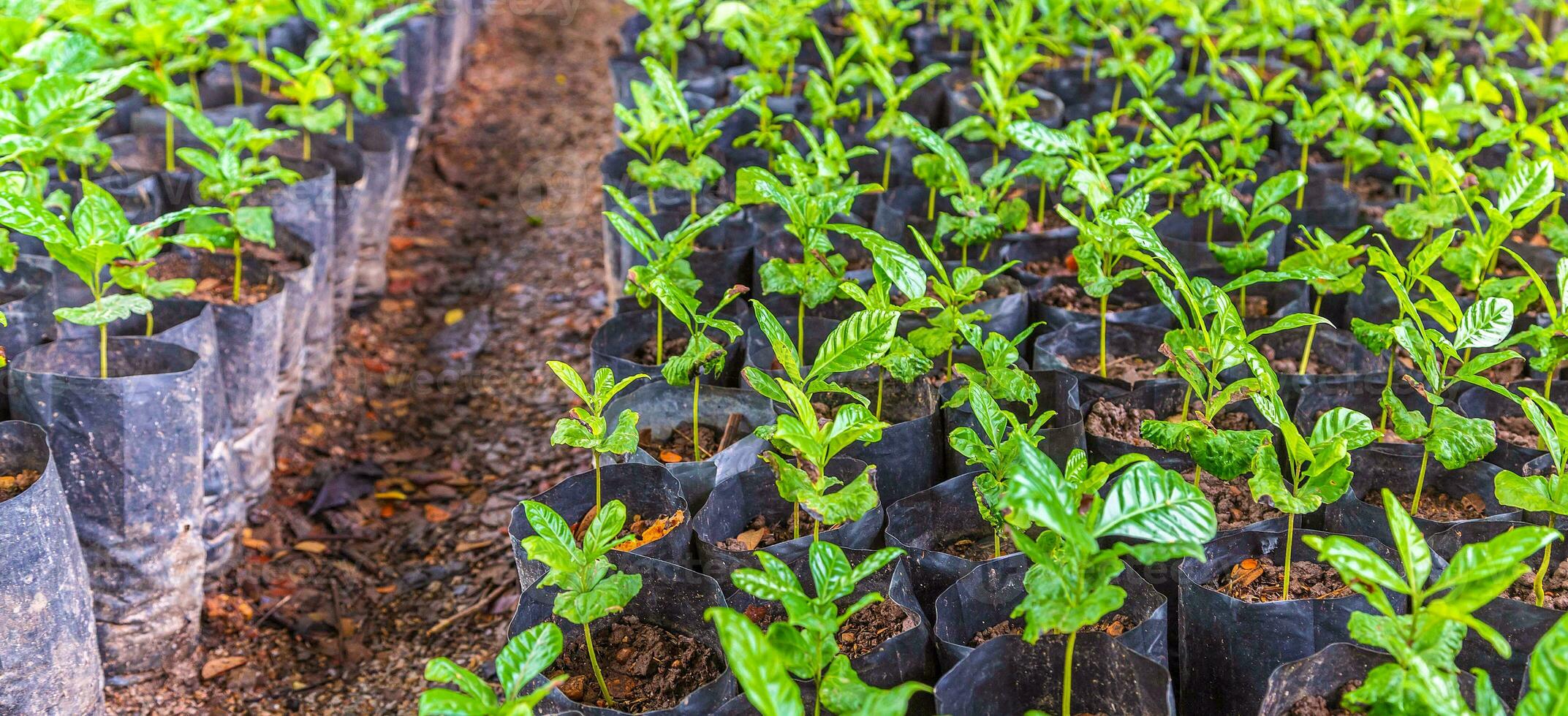 Seedlings of small coffee trees in the nursery to prepare for planting photo