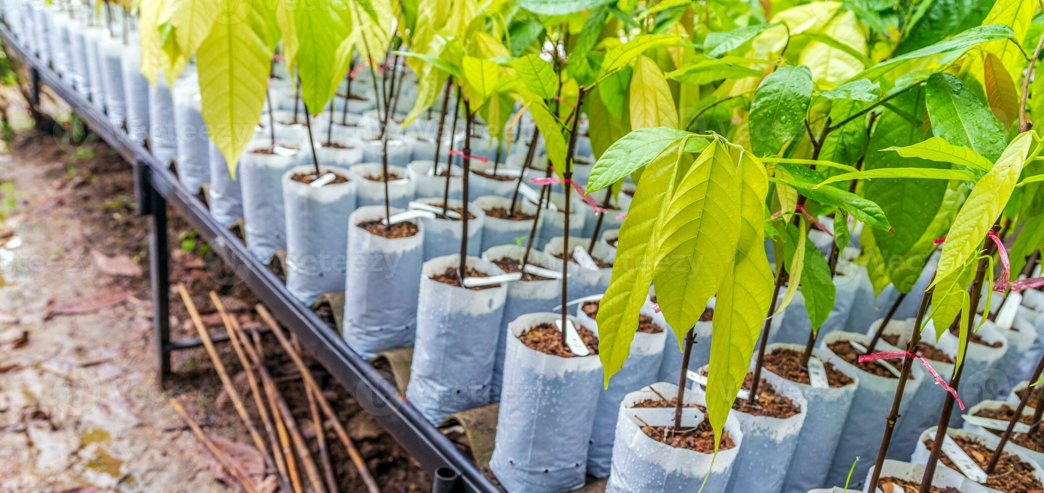 Seedlings of cocoa trees in the nursery to prepare for planting photo