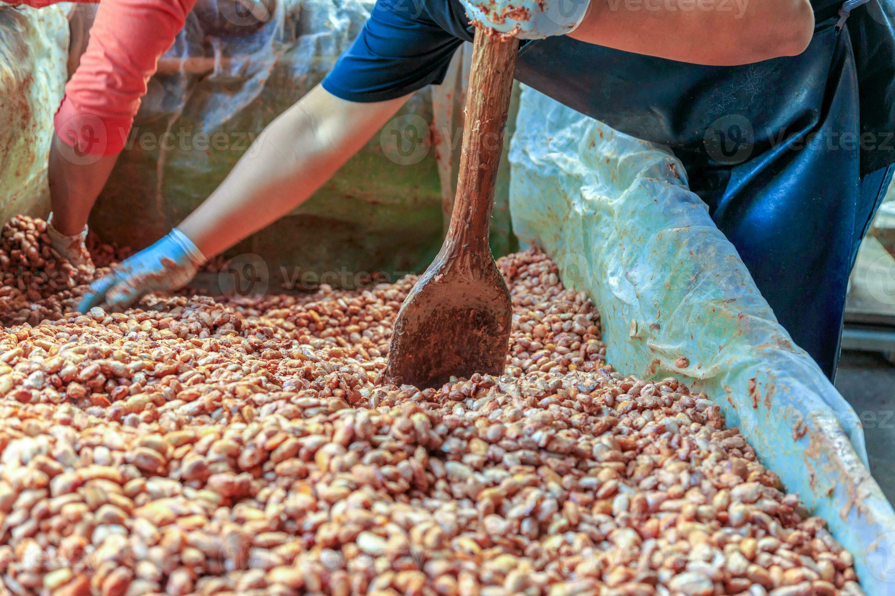 fermenting fresh cocoa seeds to make chocolate. Workers scoop fermented 