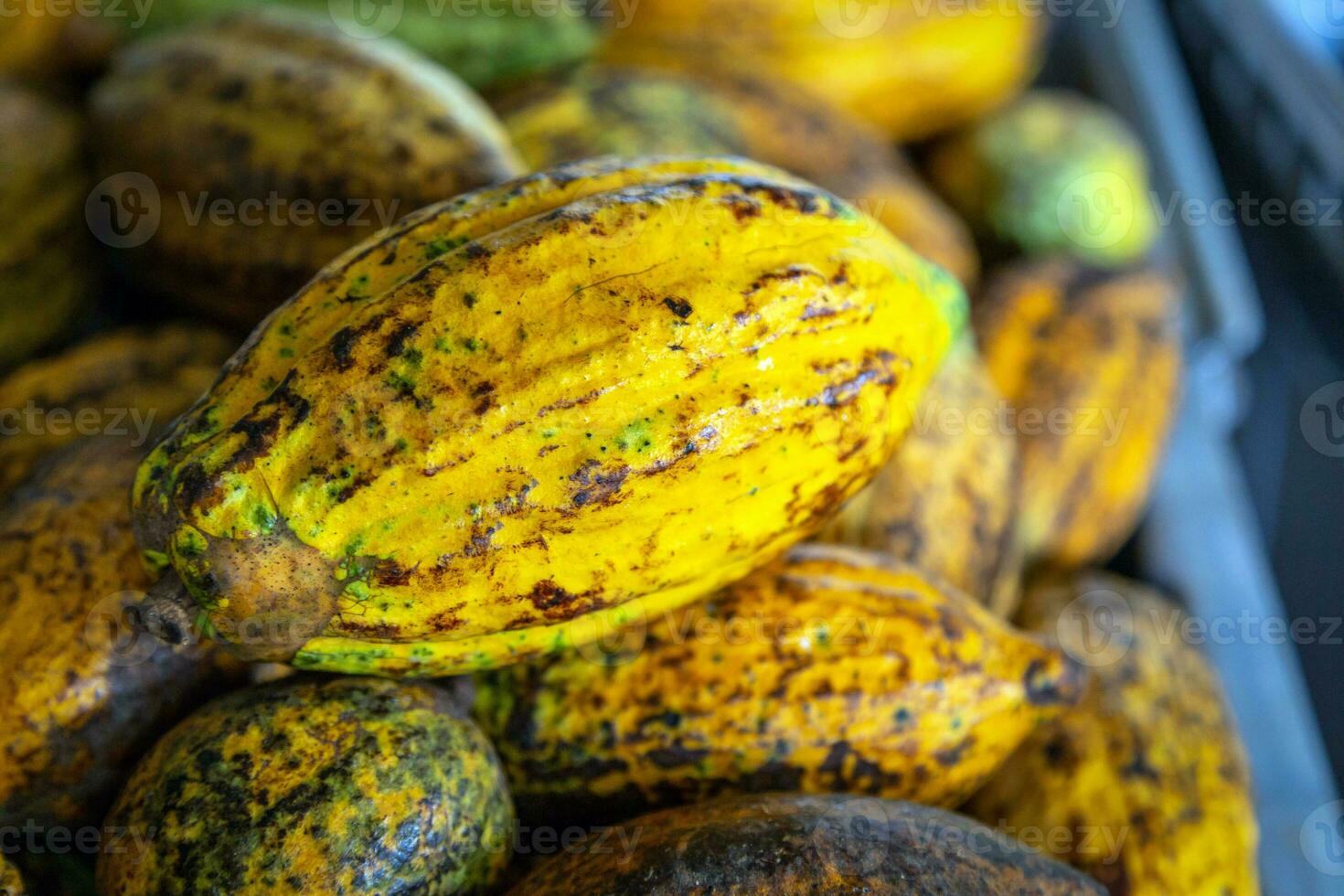 Ripe cacao pods or yellow cacao fruit Harvest cocoa beans to send to the chocolate factory photo