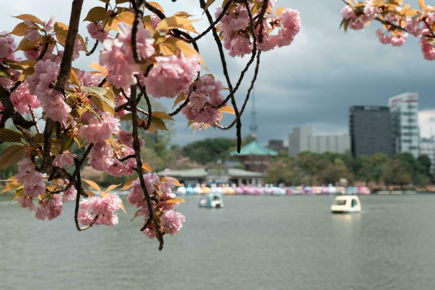 TOKYO, JAPAN - APRIL 8, 2023 People riding swan paddle boats in Shinobazu Pond in Ueno park with cherry blossom sakura photo