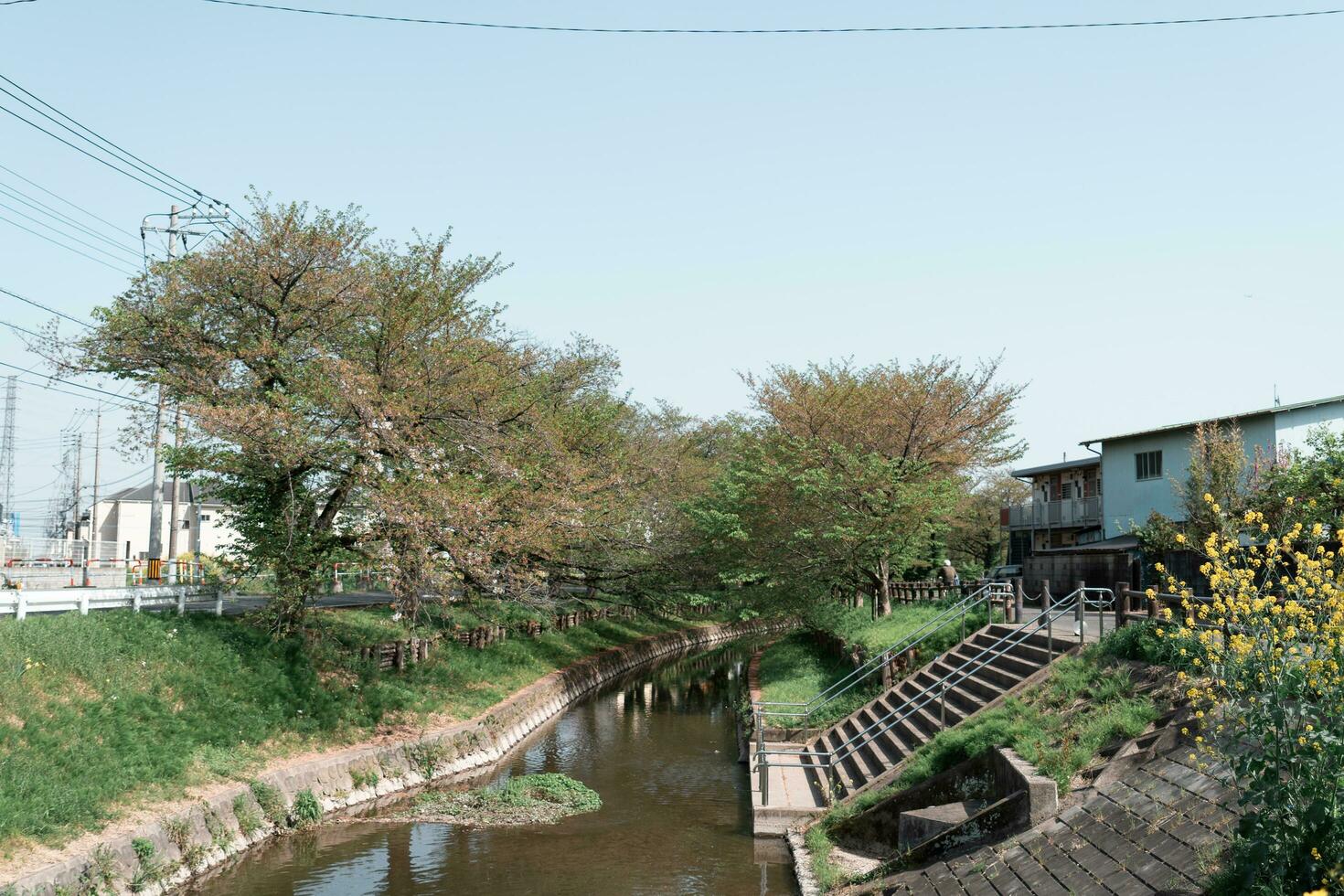 KAWAGOE, JAPAN - APRIL 11, 2023 Sakura trees along Kawagoe's Shingashi riverbank photo