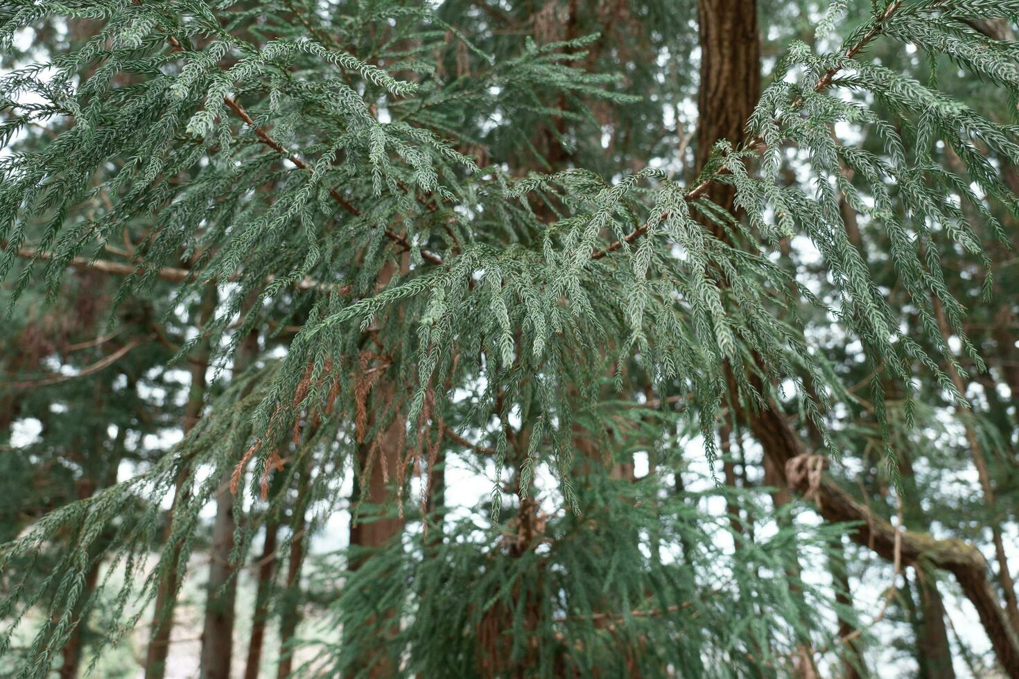 Pine tree branches with leaves in the forest photo