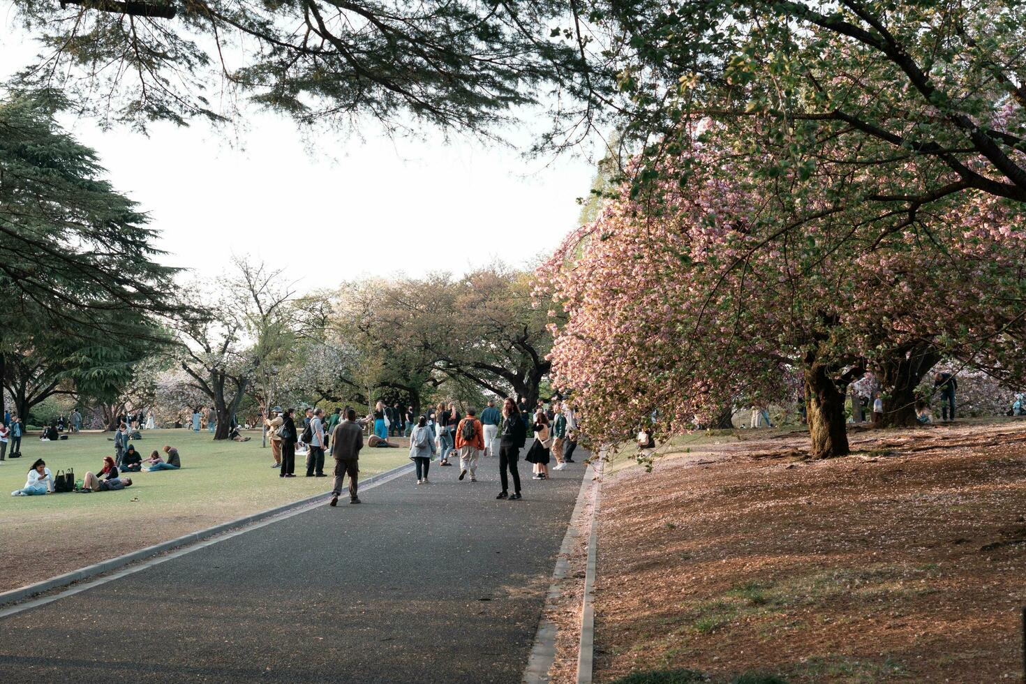 TOKYO, JAPAN - APRIL 11, 2023 People walking in Shinjuku Gyoen National Garden with cherry blossoms photo