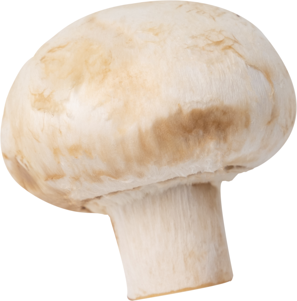 cremini mushroom cut out on transparent background. png