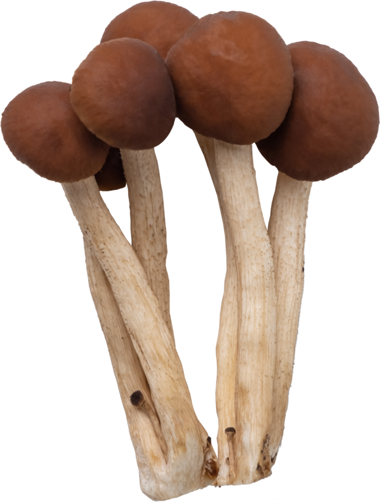 enoki mushroom cut out on transparent background. png