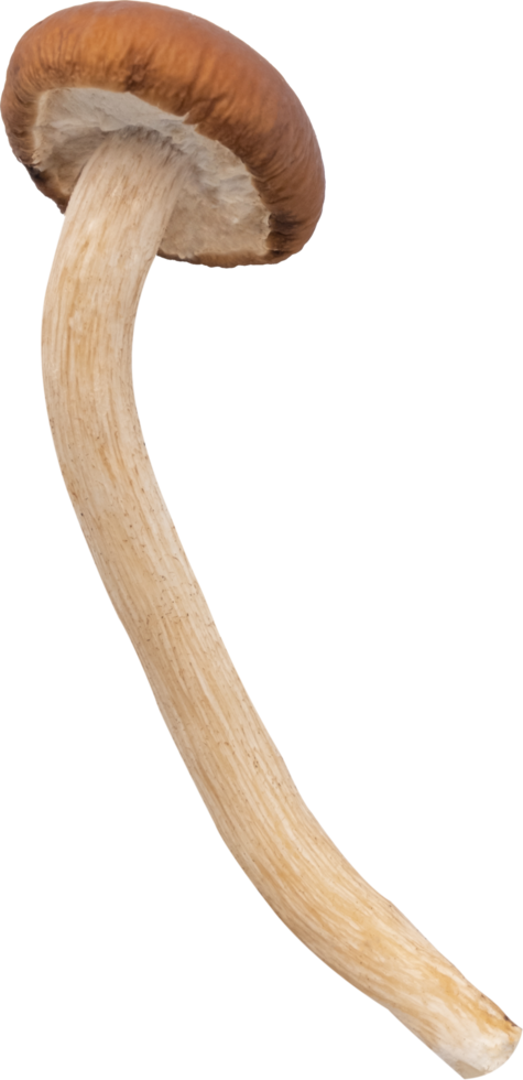 enoki mushroom cut out on transparent background. png