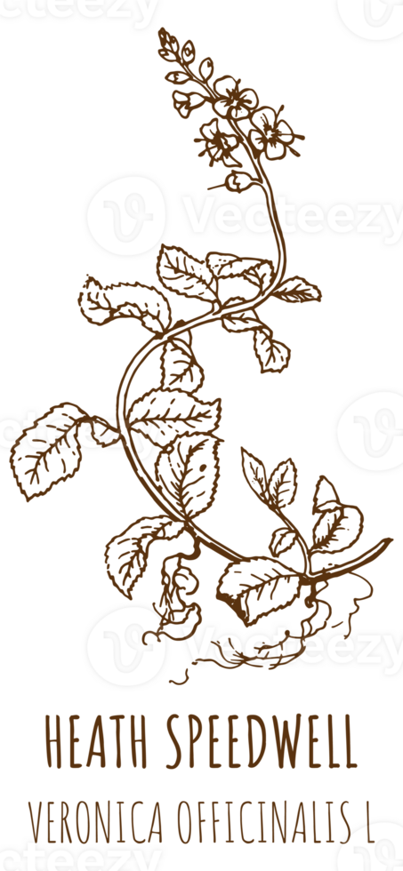 Drawings HEATH SPEEDWELL. Hand drawn illustration. Latin name VERONICA OFFICINALIS L. png