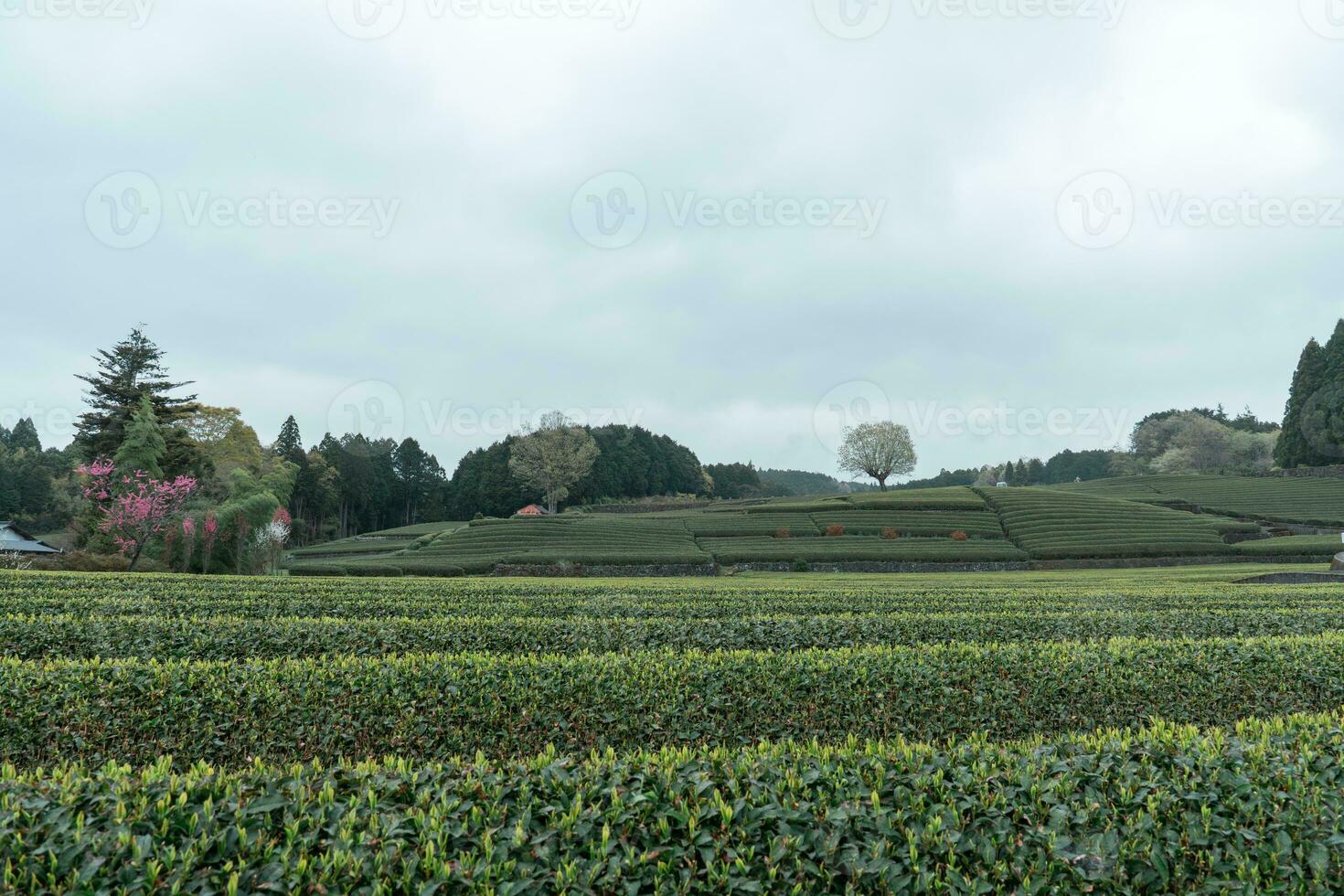 té plantaciones antecedentes en Japón en un nublado día foto